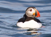 0J6A1691Atlantic_Puffin