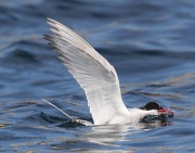 0J6A1772Arctic_Tern