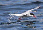 0J6A1774Arctic_Tern