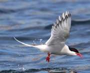 0J6A1775Arctic_Tern