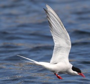 0J6A1776Arctic_Tern