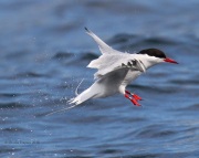 0J6A1803Arctic_Tern