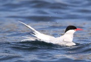 0J6A1811Arctic_Tern