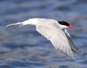 0J6A1830Arctic_Tern