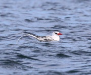 0J6A2037Red-billed_Tropicbird
