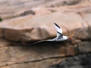 0J6A2077Red-billed_Tropicbird