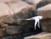 0J6A2078Red-billed_Tropicbird