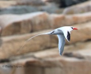 0J6A2082Red-billed_Tropicbird