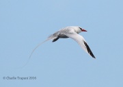 0J6A2083Red-billed_Tropicbird