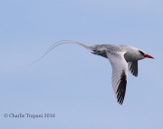 0J6A2090Red-billed_Tropicbird