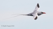 0J6A2094Red-billed_Tropicbird