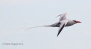 0J6A2095Red-billed_Tropicbird