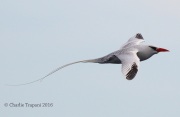 0J6A2096Red-billed_Tropicbird