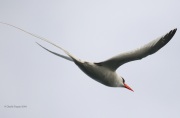 0J6A2115Red-billed_Tropicbird
