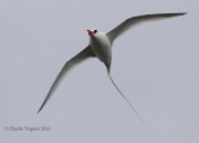 0J6A2195Red-billed_Tropicbird
