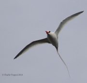 0J6A2196Red-billed_Tropicbird