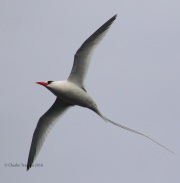 0J6A2200Red-billed_Tropicbird