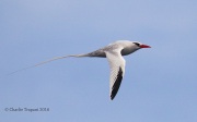 0J6A2209Red-billed_Tropicbird