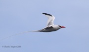0J6A2210Red-billed_Tropicbird