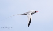 0J6A2211Red-billed_Tropicbird