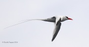 0J6A2219Red-billed_Tropicbird