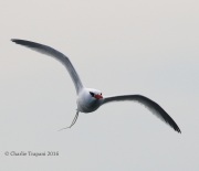 0J6A2254Red-billed_Tropicbird
