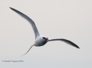 0J6A2255Red-billed_Tropicbird