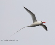 0J6A2295Red-billed_Tropicbird