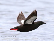 0J6A2351Black_Guillemot