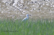 6S3A7681Little_Egret