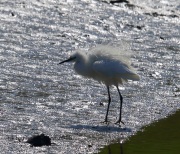 6S3A7808Little_Egret