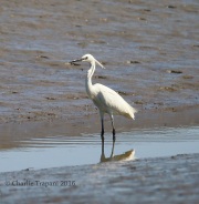 6S3A7827Little_Egret