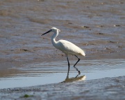 6S3A7838Little_Egret