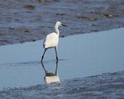 6S3A7856Little_Egret