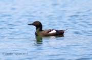 6S3A7890Black_Guillemot