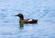 6S3A7891Black_Guillemot