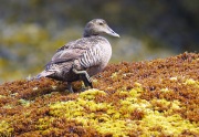 6S3A7900Female_Common_Eider