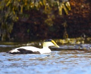6S3A7919Male_Common_Eider