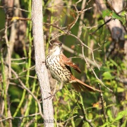 6S3A3236BrownThrasher