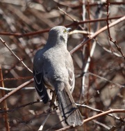 6s3a3178northernmockingbird