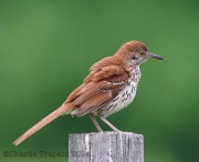 6s3a4138brownthrasher