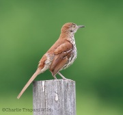 6s3a4142brownthrasher