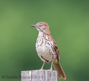 6s3a4147brownthrasher