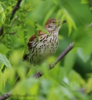 6s3a4159brownthrasher