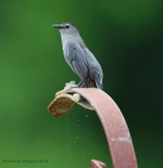 6s3a9051graycatbird