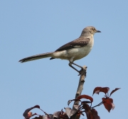 img_5065northernmockingbird