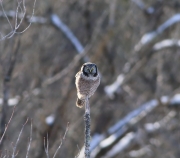 6s3a8690n_hawkowl