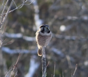 6s3a8694northernhawkowl_vt