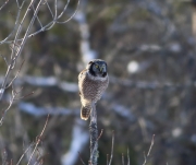 6s3a8701northernhawkowl_vt