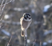 6s3a8706northernhawkowl_vt